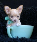 chihuahua minis/toys - mejor precio | unprecio.es