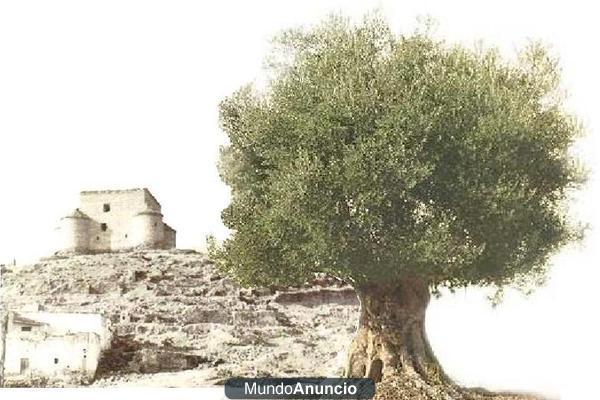 EUROLIVOS  DESIERTO DE ALMERIA