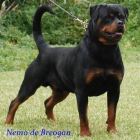 Excelente camada de Rottweiler - mejor precio | unprecio.es