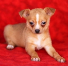 Excelente perrito de Chihuahua - mejor precio | unprecio.es