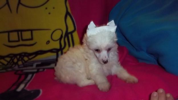 preciosos cachorritos de crestado chino con y sin pelo, minis