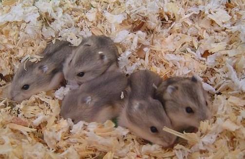 Se venden hamster ruso