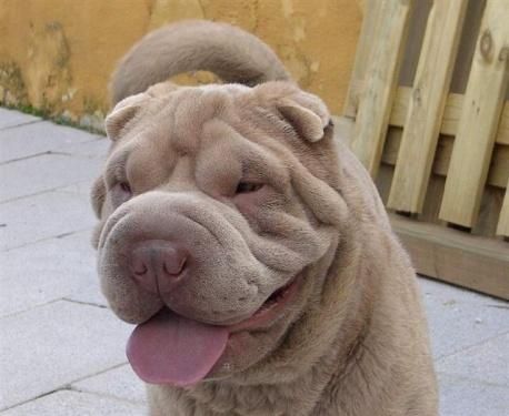 SHAR PEI  PARA  MONTAS