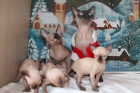sphynx - mejor precio | unprecio.es