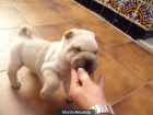 Vendo Shar-Pei blanco - mejor precio | unprecio.es