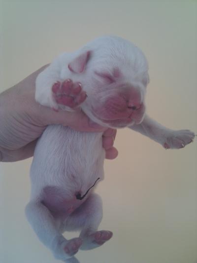 Cachorros Bóxer