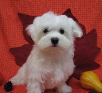 Bichon maltes toys y miniaturas bichon maltes criados en casa educados haciendo su cositas en su bandejita todas Gratis