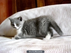 British shorthair - mejor precio | unprecio.es