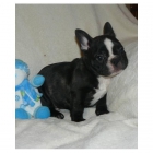 Buldog Frances a 395 euros - mejor precio | unprecio.es