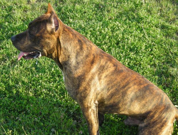 Cachorra de pitbull blanca
