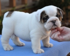 Excelente Cachorros Bulldog Ingles - mejor precio | unprecio.es