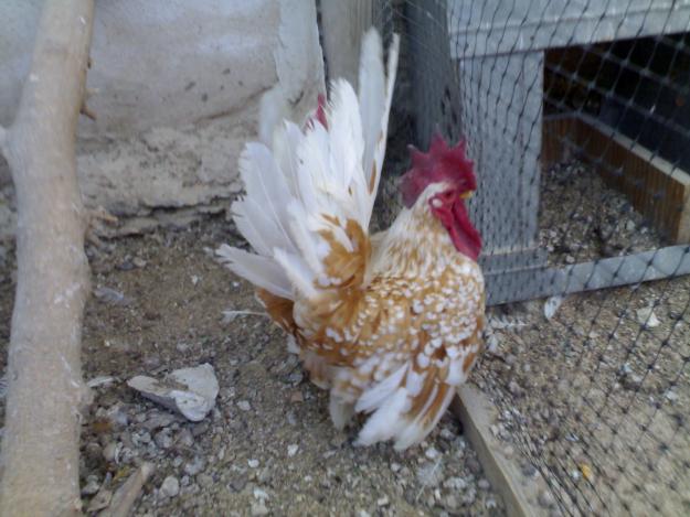 gallinas nagasakis