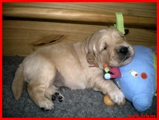 Golden Retriever. Cachorros disponibles de Charola Mississippi y Blondy
