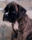 Preciosos cachorros de Boxer - mejor precio | unprecio.es