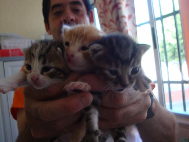 Regalo 3 precioso gatos recien nacidos