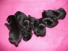 Schnauzer mediano negro - mejor precio | unprecio.es