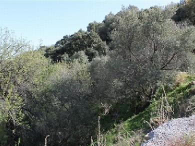 Terreno se vende en Estepona, Costa del Sol