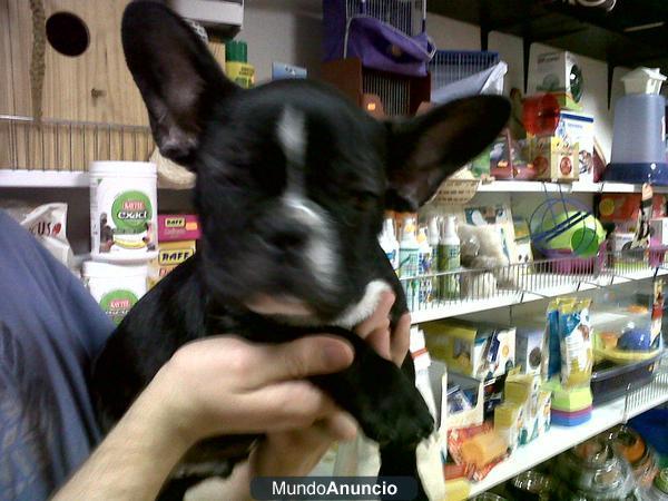 ultimo bulldog frances