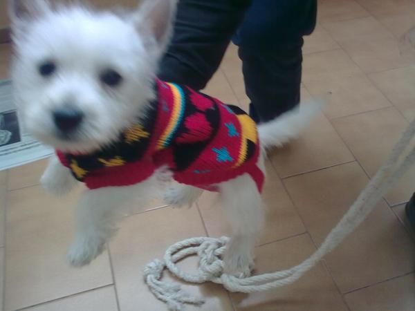 Vendo cachorro Westy hembra