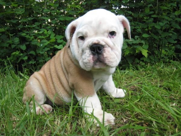 adorables cachorros bulldog renglish, kellypride35@gmail.com contacto