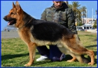 Cachorros Primer Nivel de Pastores Alemanes. - mejor precio | unprecio.es