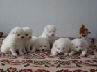 Magnificos  cachorros SAMOYEDO  tipo oso ,preciosos - mejor precio | unprecio.es