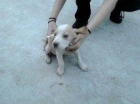oportunidad ultimo beagle bicolor 2 meses con certif, de raza - mejor precio | unprecio.es