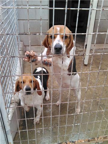 perros q sacrifican el 29-4 urgente adopcion