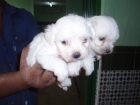 preciosos cachorros de BICHON MALTES CON PEDIGREE 450euros - mejor precio | unprecio.es