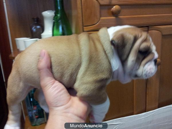 se vende bulldog ingles