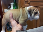 se vende bulldog ingles - mejor precio | unprecio.es