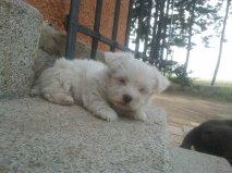 Cachorritos de Bichón Maltés