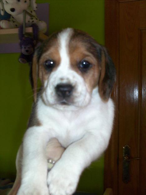 Cachorrita beagle