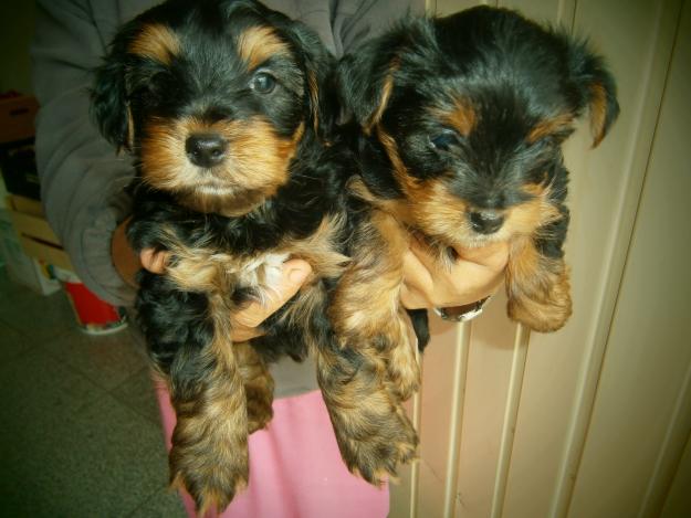 Cachorros yorkshire