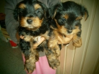 Cachorros yorkshire - mejor precio | unprecio.es