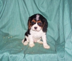 CAVALIER - EXCELENTES CACHORRITOS DE COLOR TRICOLOR - mejor precio | unprecio.es