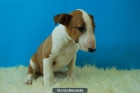 BULL TERRIER, CACHORROS DOS MESES - mejor precio | unprecio.es