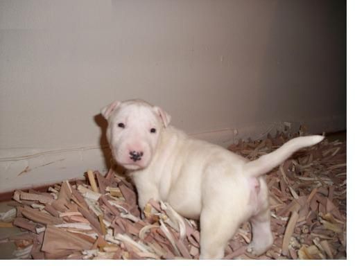 BULL TERRIER  CON PEDIGRI