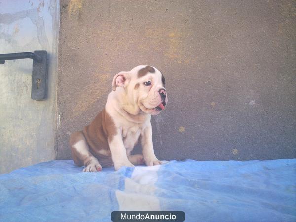 bulldog ingles cachorra