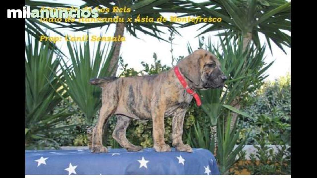 fila brasileiro