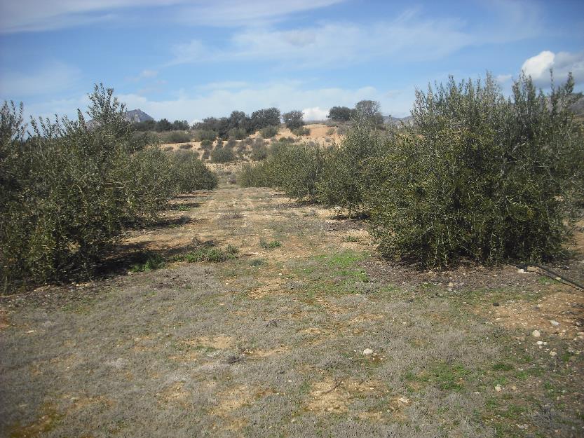 finca de olivos  a 400 m del pueblo con riego a goteo