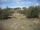 finca de olivos a 400 m del pueblo con riego a goteo - mejor precio | unprecio.es