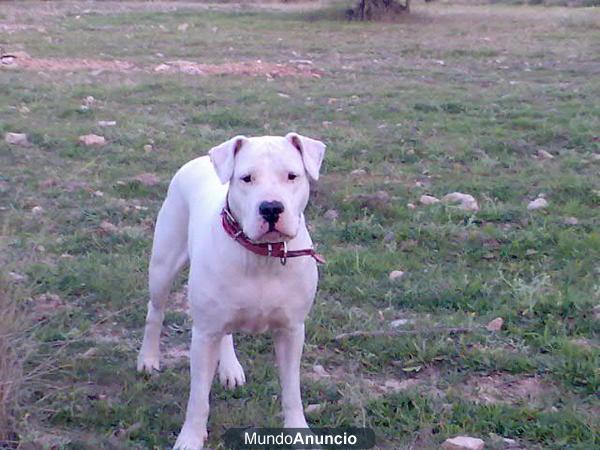 REGALO HEMBRA DOGO ARGENTINA