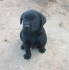 último cachorro de labrador pedigree de 6 semanas. - mejor precio | unprecio.es