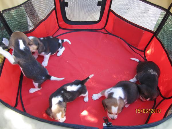Beagles tricolores cachorritos listos para entregar.