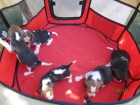 Beagles tricolores cachorritos listos para entregar. - mejor precio | unprecio.es