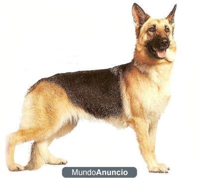 Busco cachorro regalado de pastor alemán, alaskan malamute, husky, labrador o similares