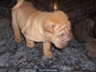 cachorritos de sharpei - mejor precio | unprecio.es