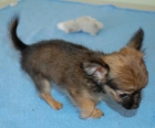 Cachorros de Chihuahua en OFERTA - mejor precio | unprecio.es