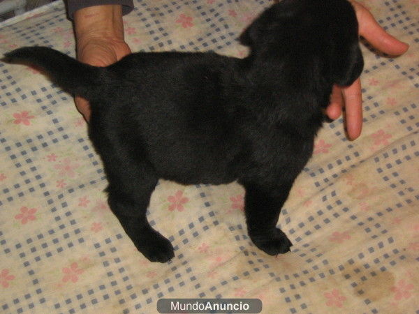 camada de labrador